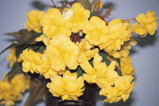 B. ‘Gold Cascade’